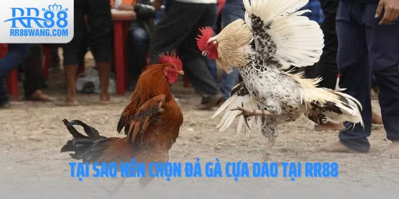 Tại sao nên chọn đá gà cựa dao tại RR88