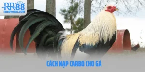 Ảnh đại diện cách nạp carbo cho gà